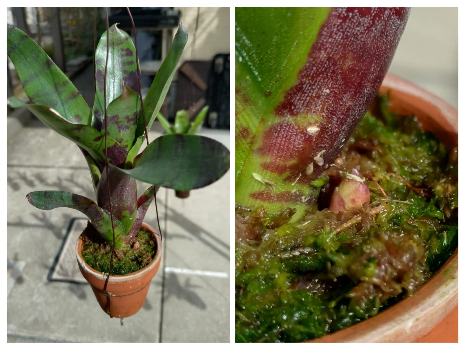 ネオレゲリア　キャッツクレイドル