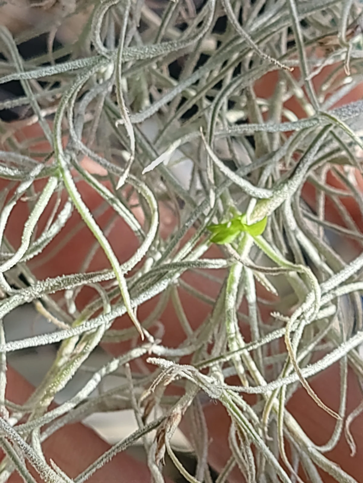 ティランジア　ウスネオイデス　