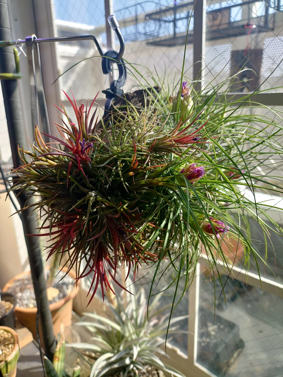 ティランジア　イオナンタ　ストリクタ