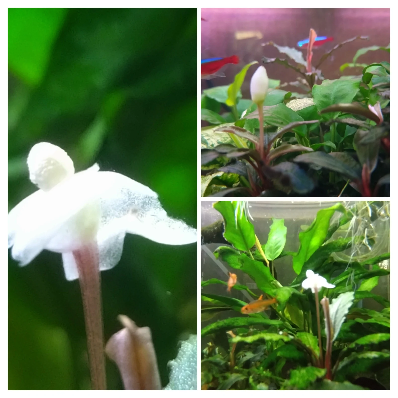 ブセファランドラ