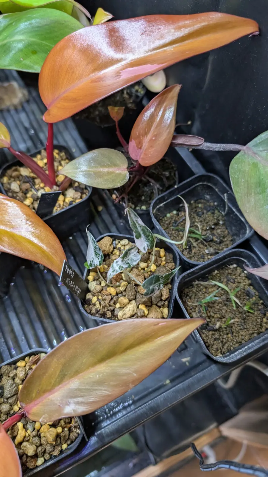 アロカシア　バンビーノ　ピンク