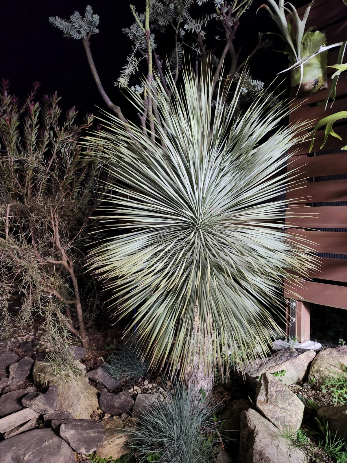 ユッカ　ロストラータ