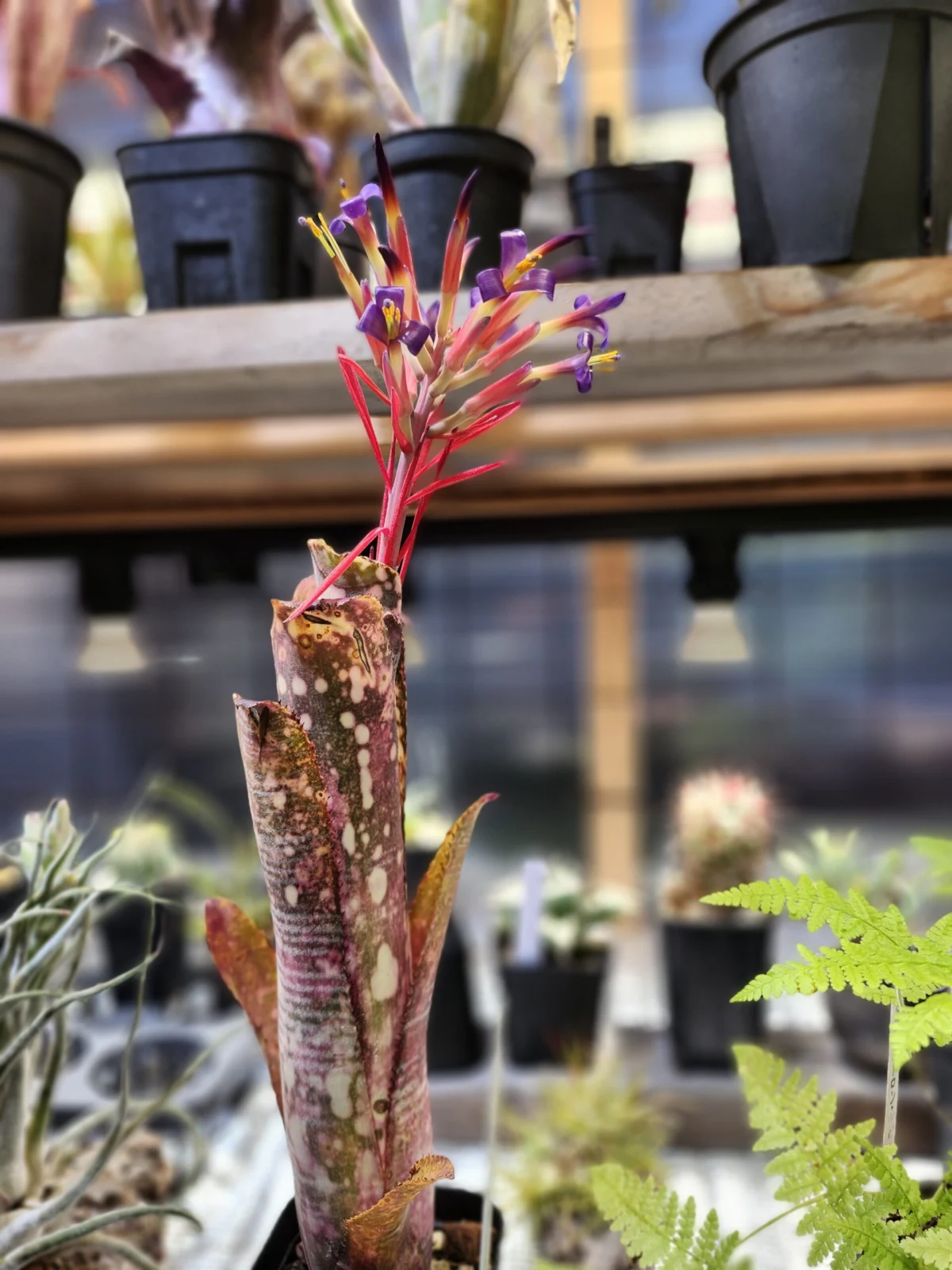 ビルベルギア　バニスファクター　開花