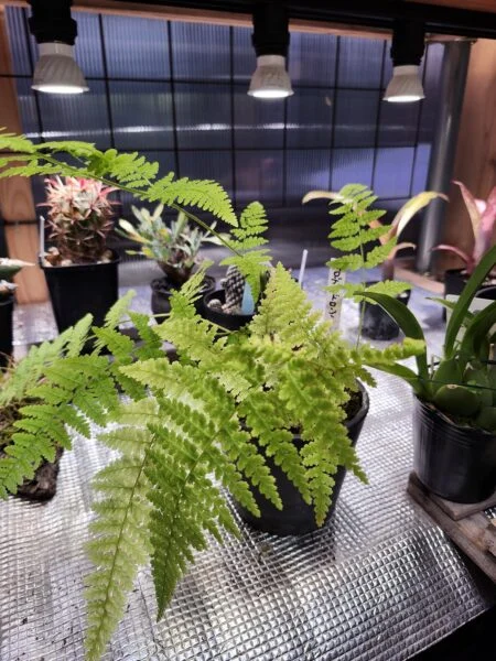 シダ　トキワシノブ
