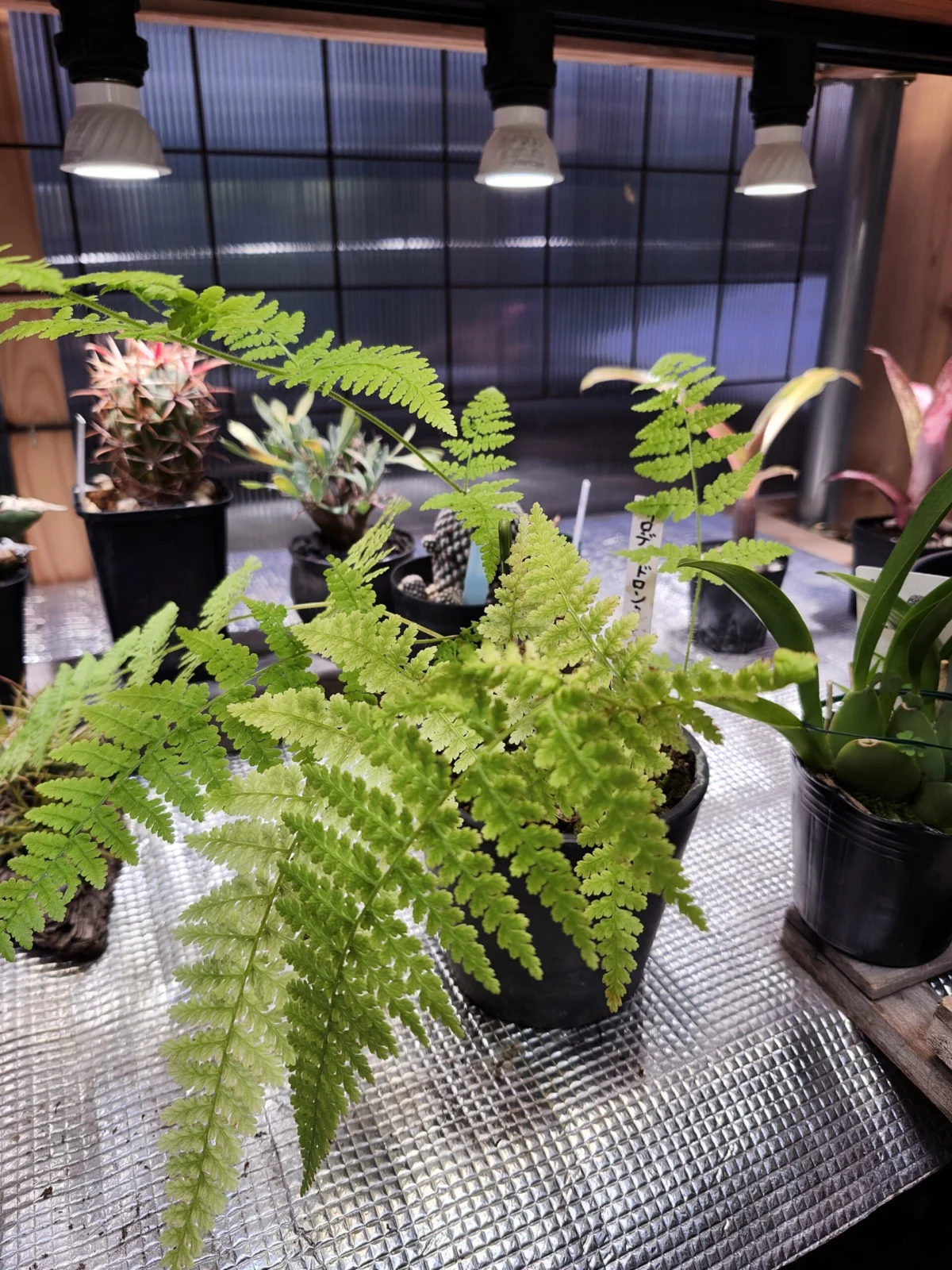 シダ　トキワシノブ