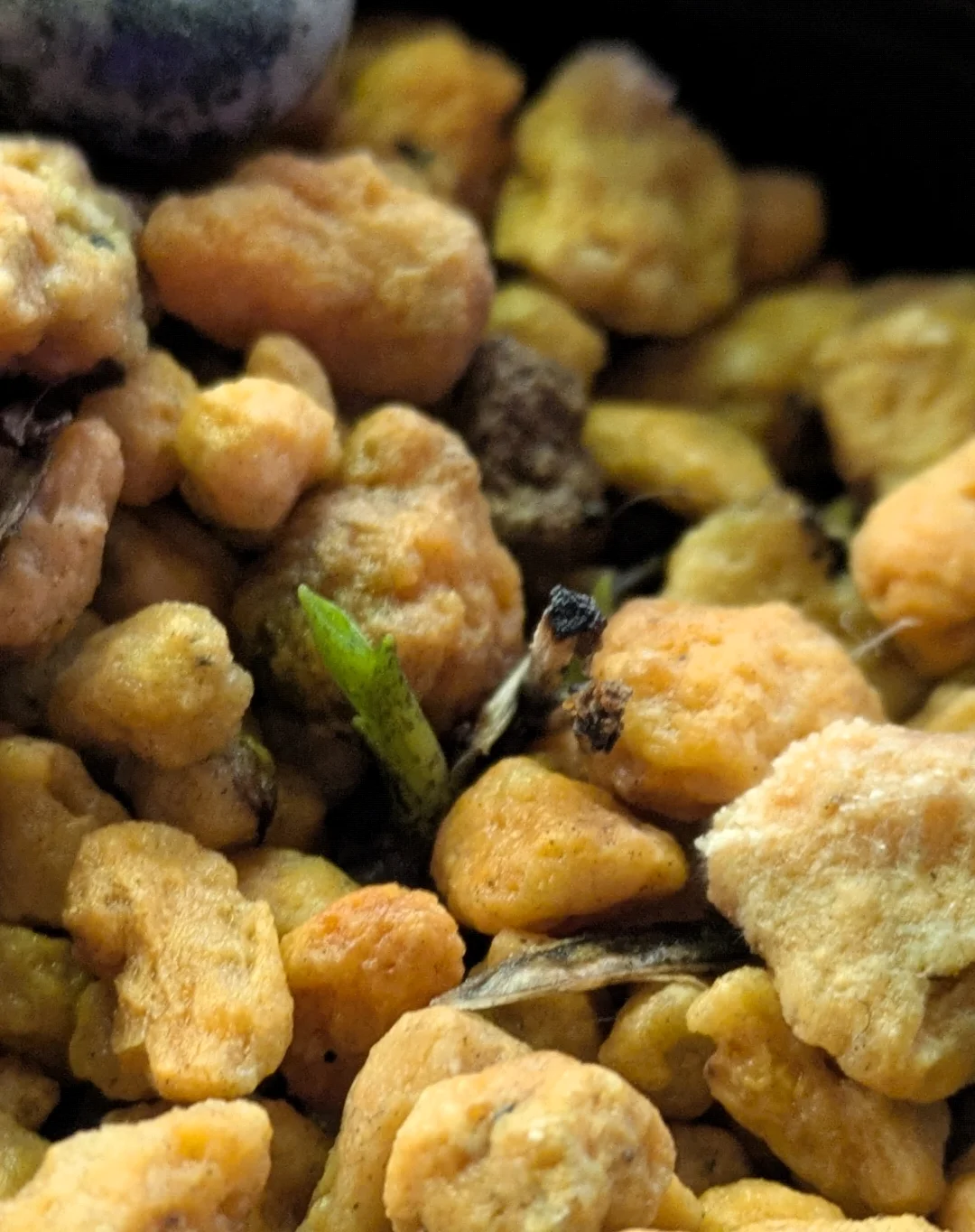 チャボホトトギス