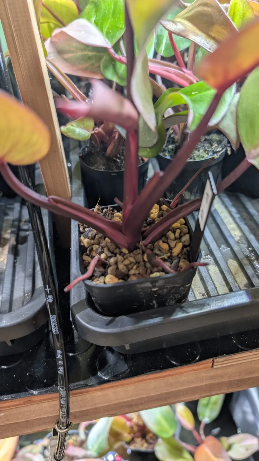 フィロデンドロン　柿色プリンセス