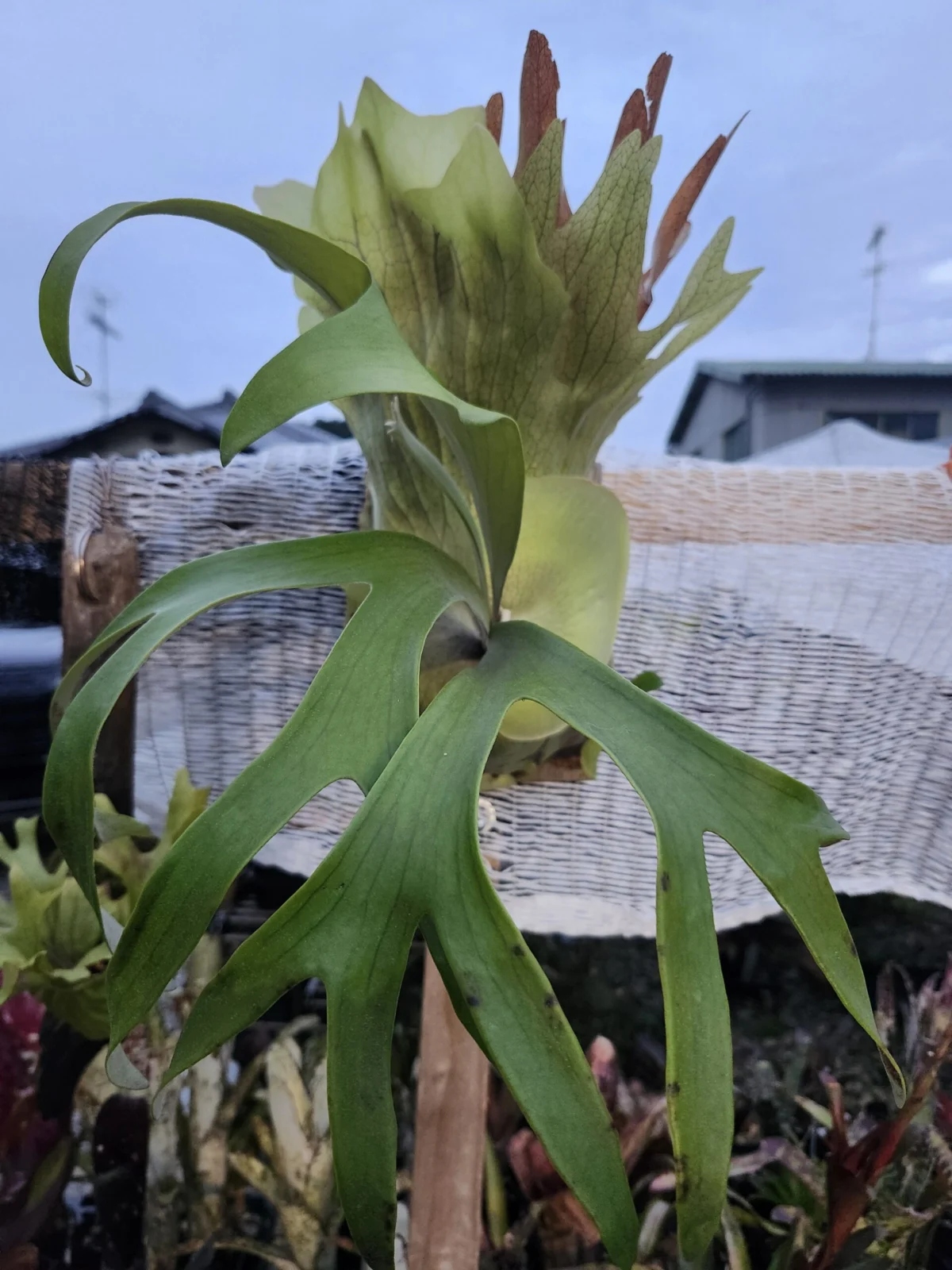 ビカクシダ　トサカ