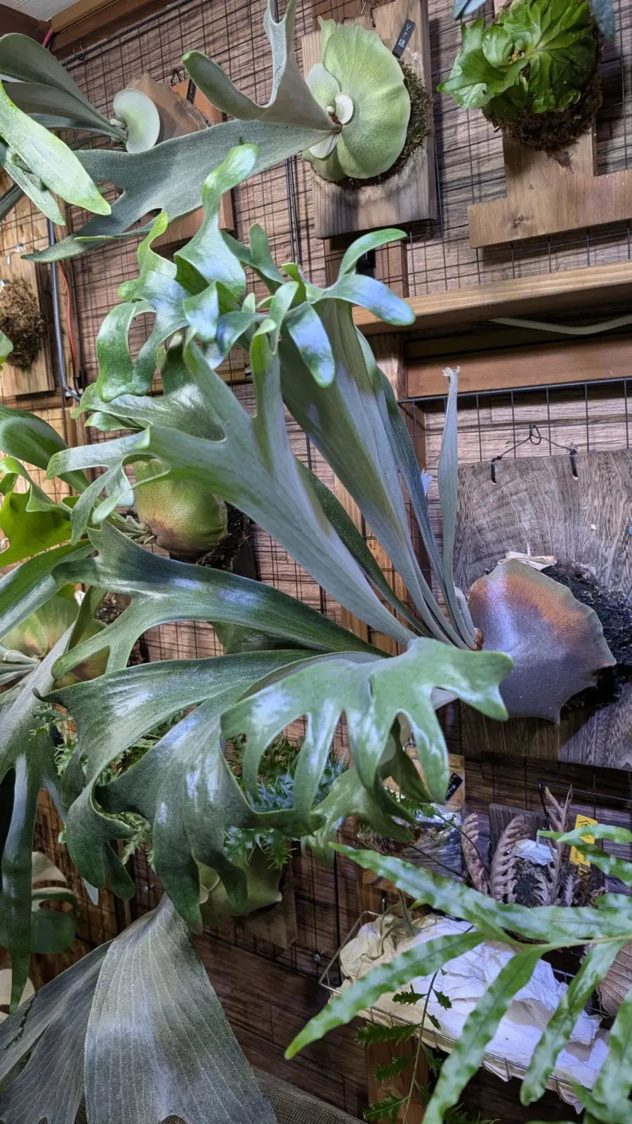 ビカクシダ　札落ち