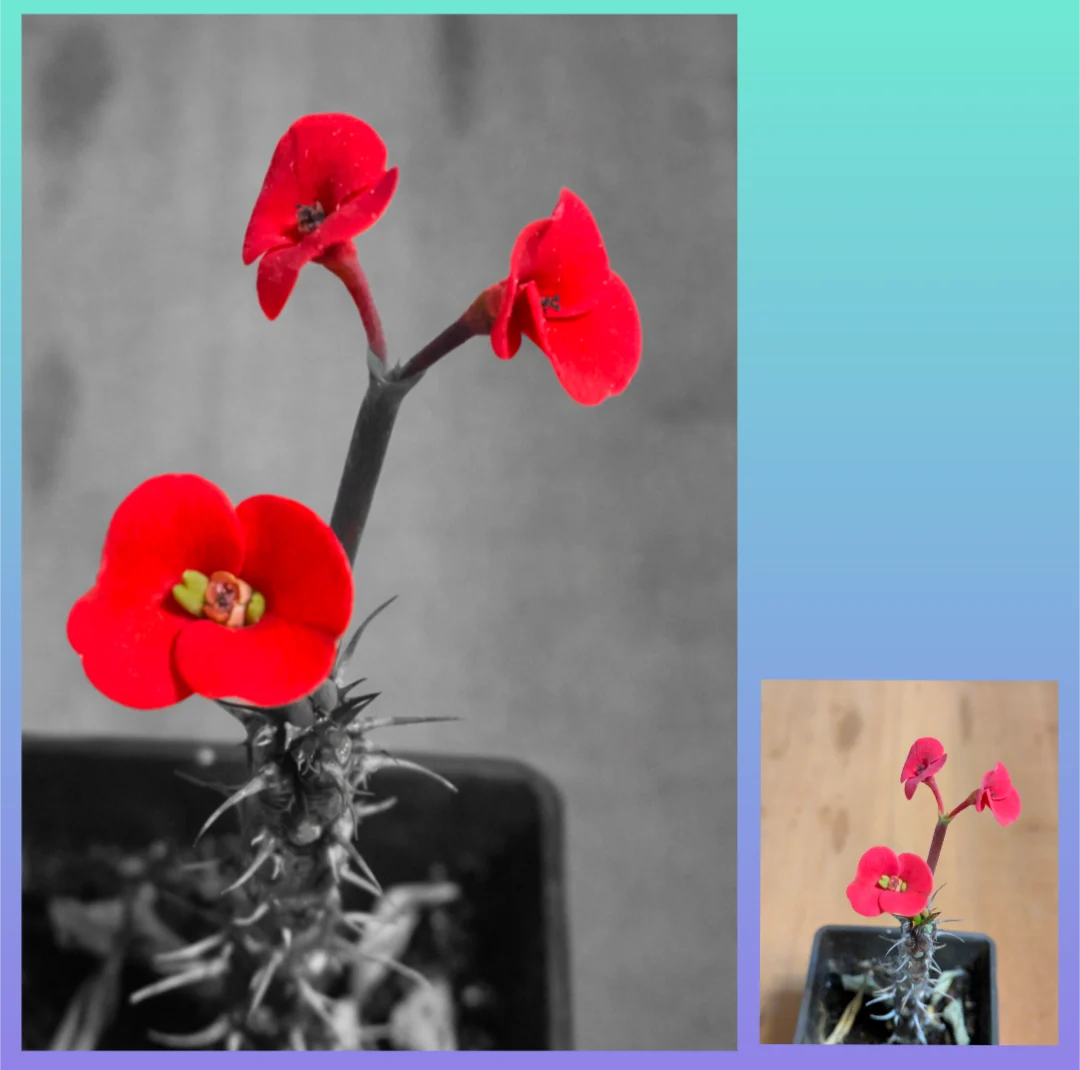 ユーフォルビア·ミリー