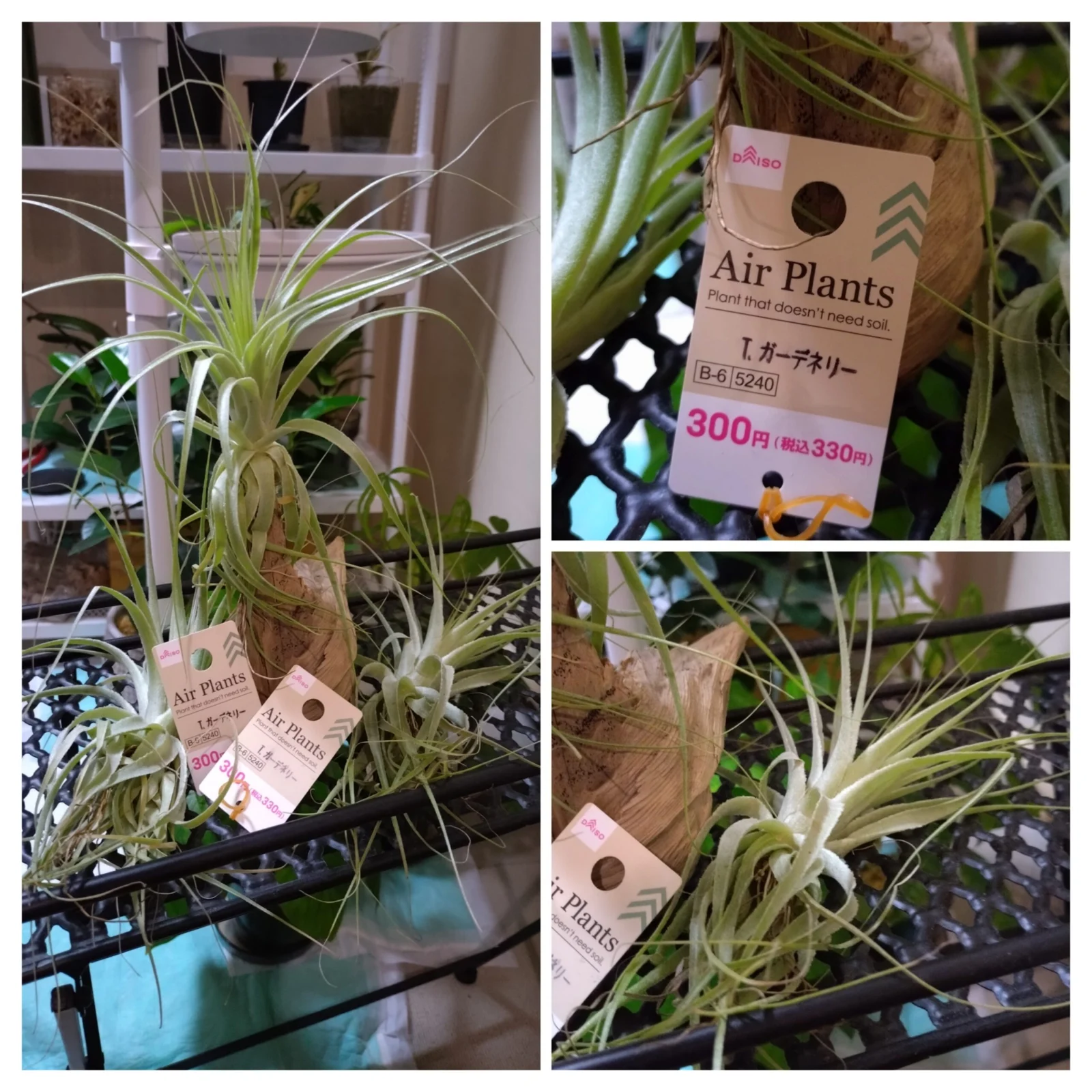 ティランジア　ガルドゥネリ