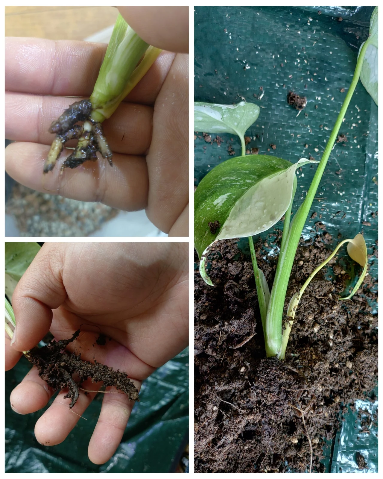 モンステラ　デリシオーサ　タイコンステレーション