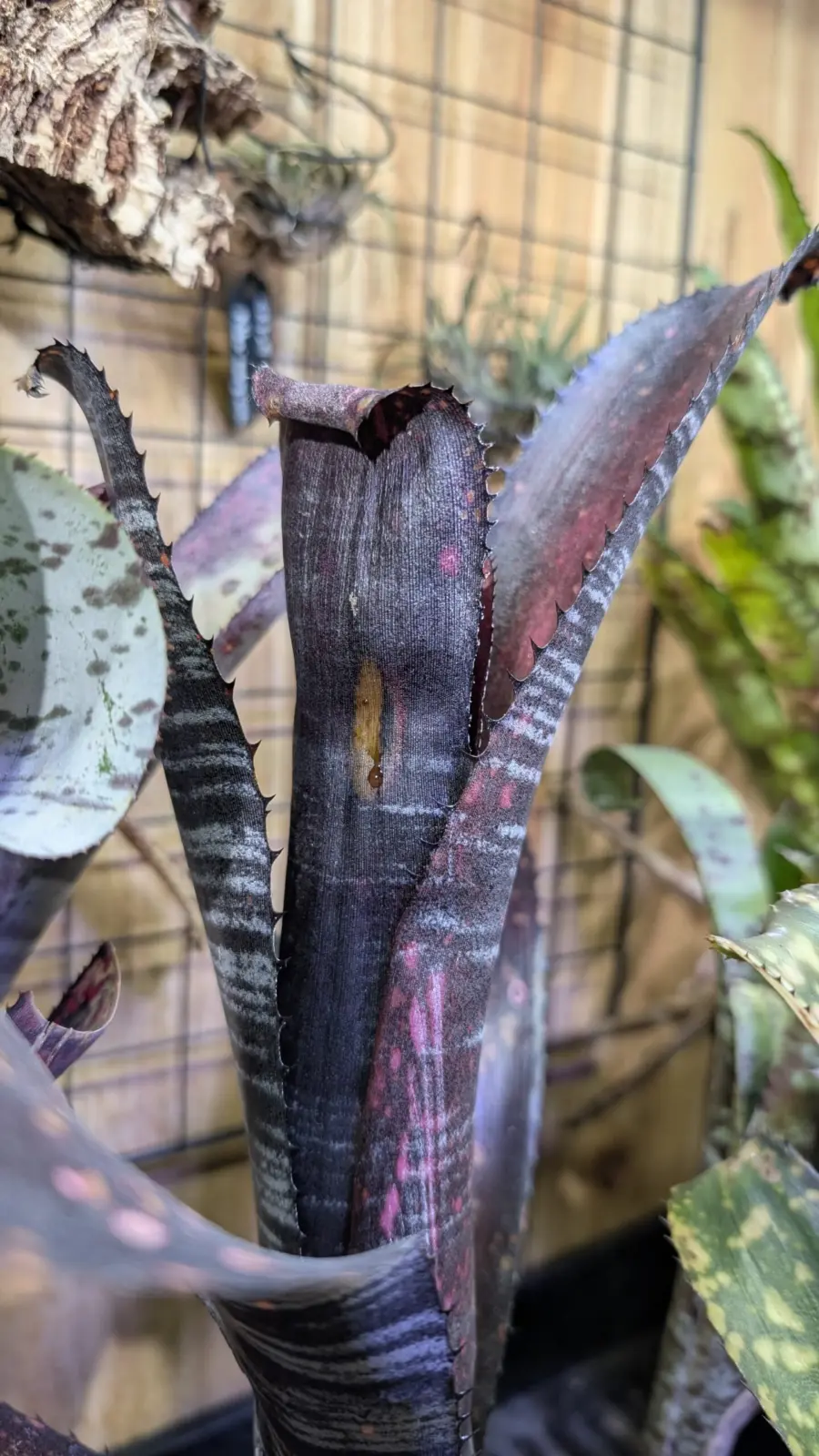 ビルベルギア　オビワン