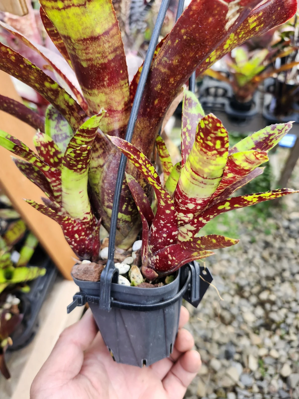 ネオレゲリア　ワンスアラウンド