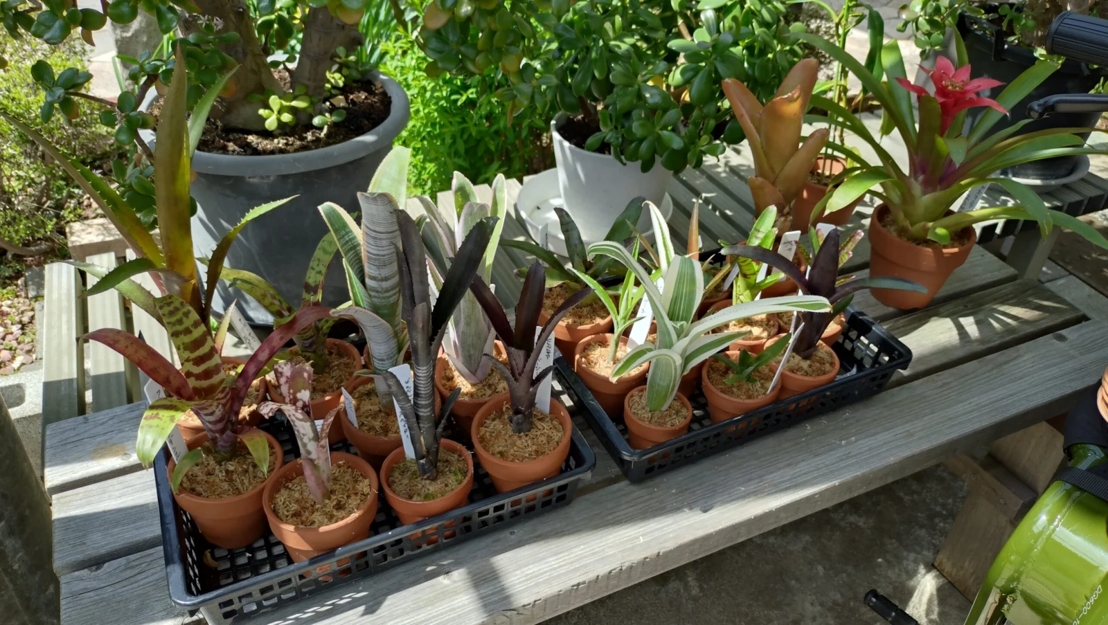 タンクブロメリア