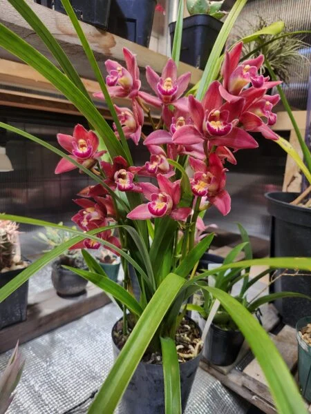 シンビジウム エルモ