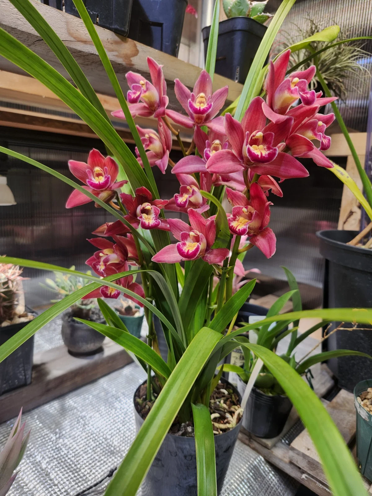 シンビジウム　エルモ