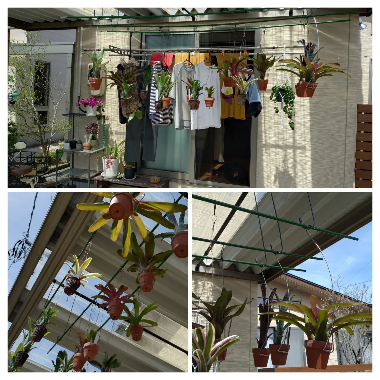 タンクブロメリア