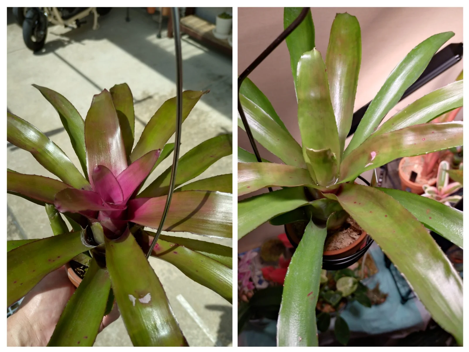 ネオレゲリア　グラナダ