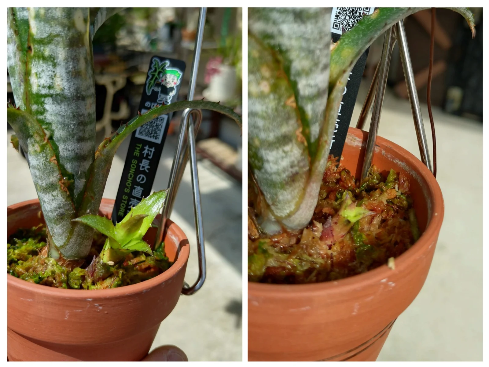 ビルベルギア　パイプライン