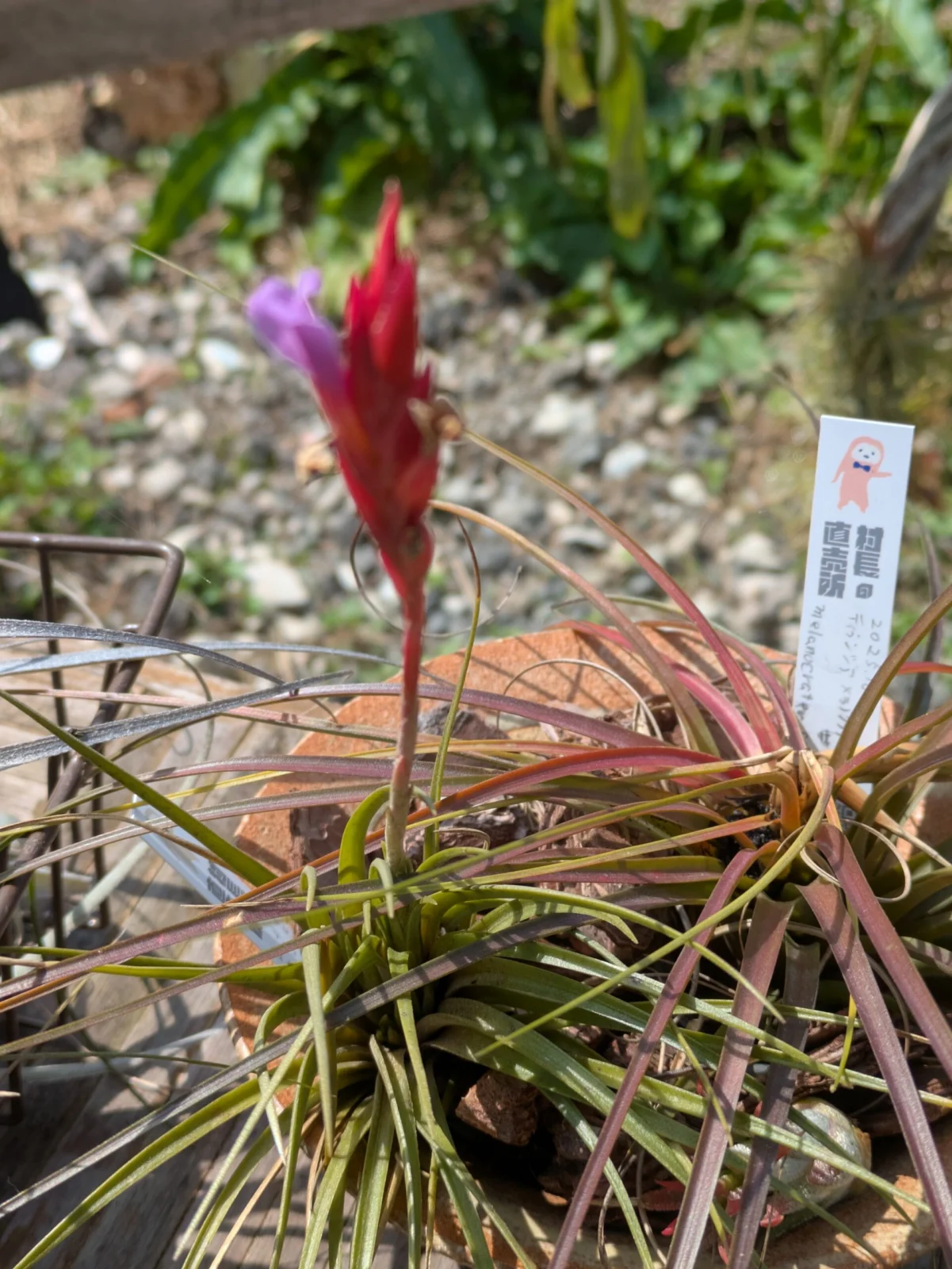 ティランジア　デュラ　開花中だけど子株