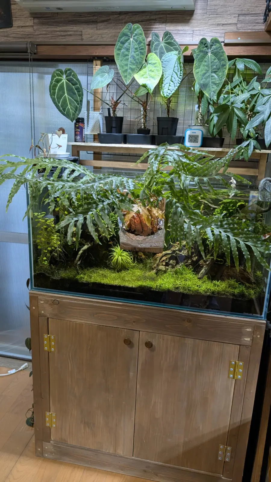 ドリナリア　コロナンス　成長記録わほ4