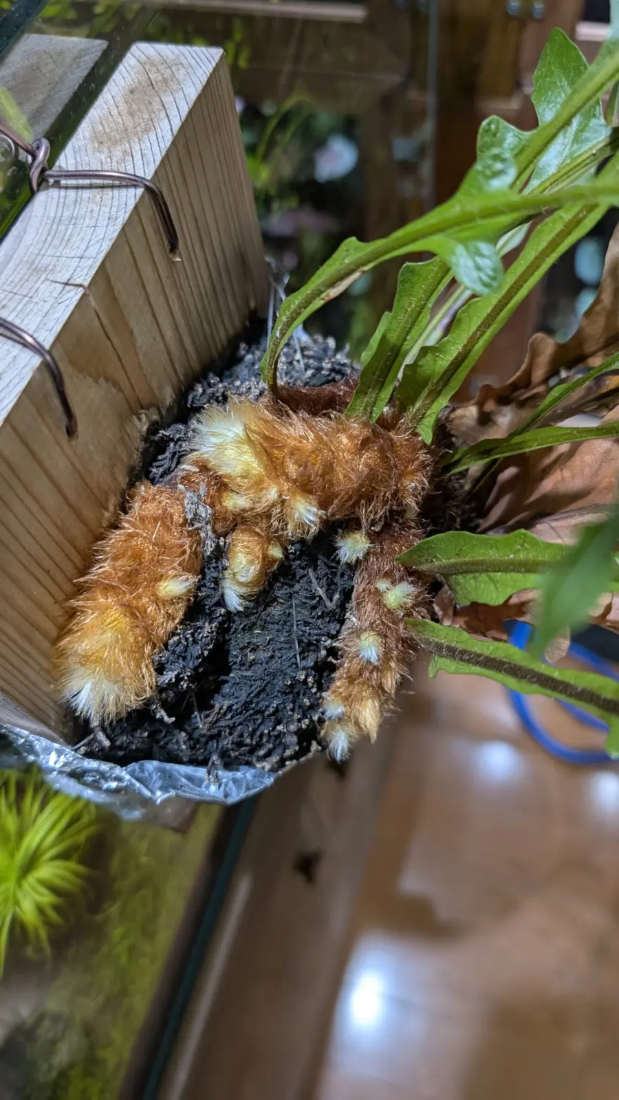 ドリナリア　コロナンス　成長記録わほ4