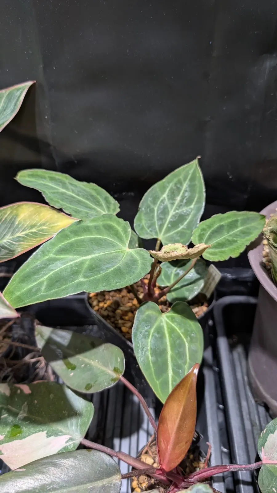 アンスリウム　クリスタリナム