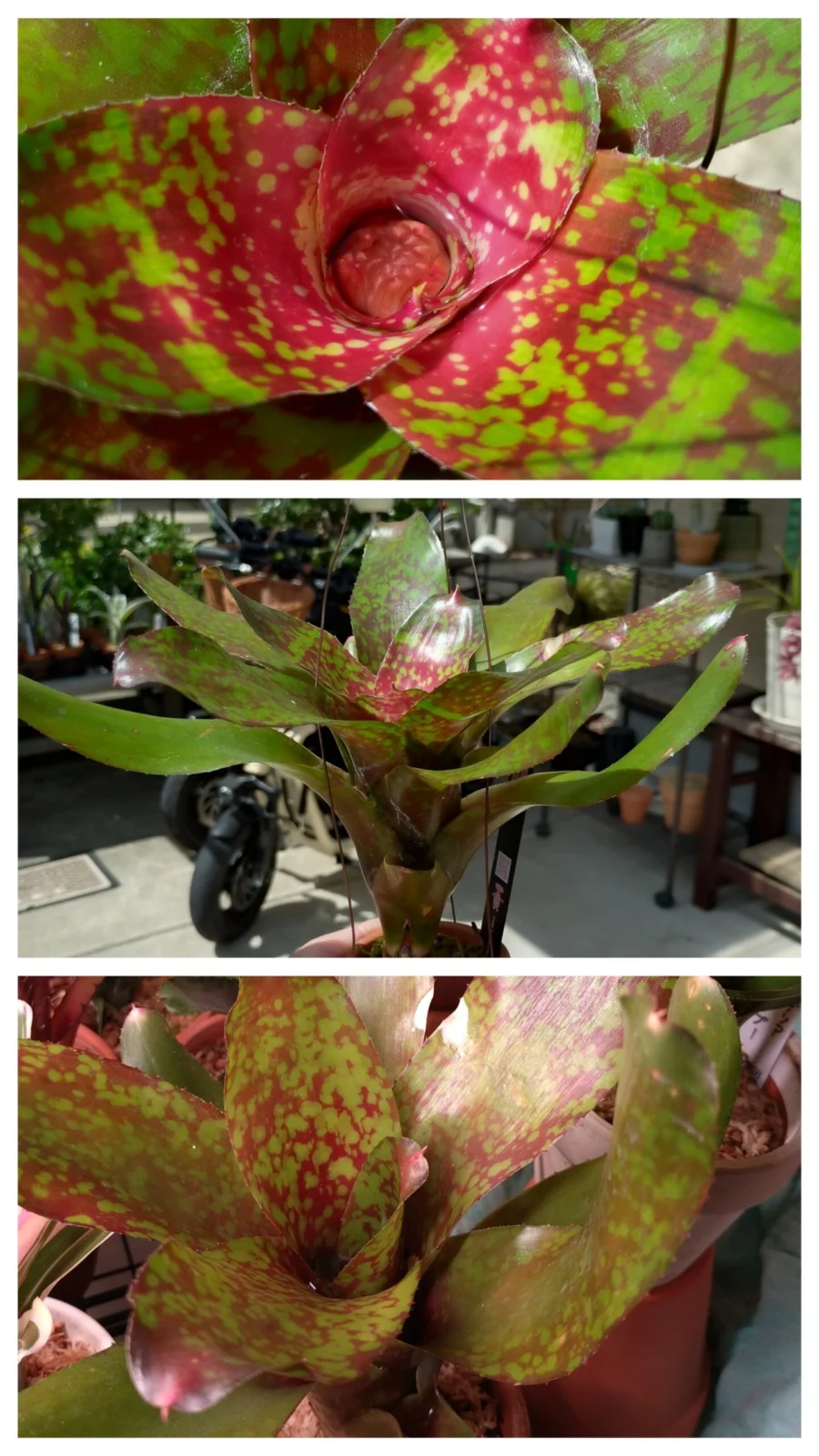 ネオレゲリア　バブリシャス