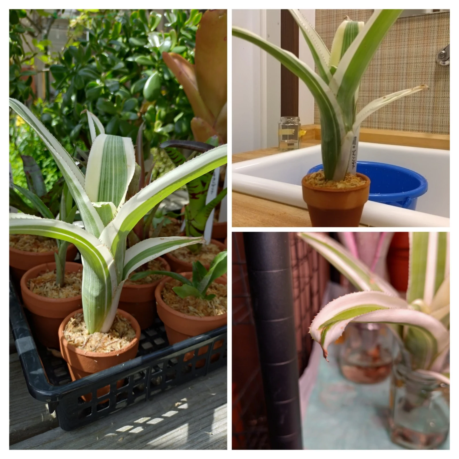 ビルベルギア　アモエナ