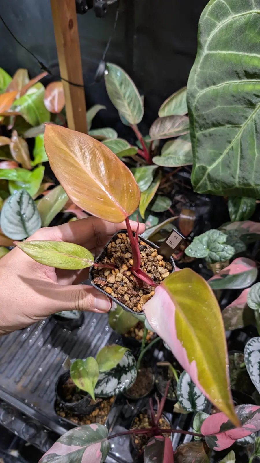 フィロデンドロン　柿色プリンセス