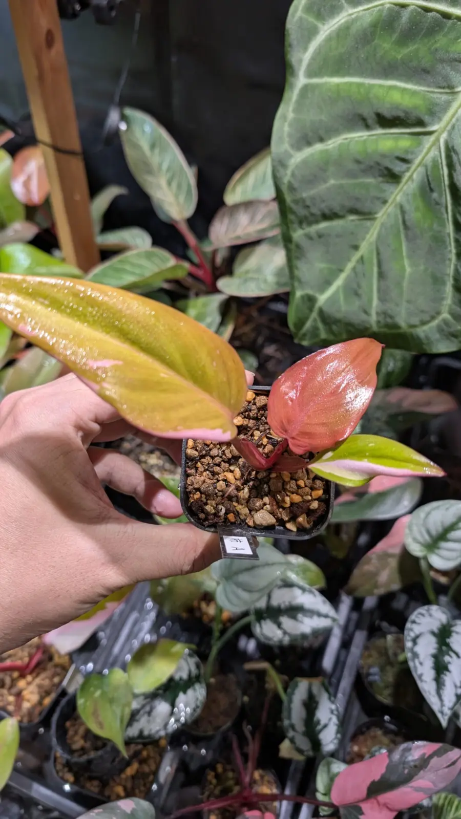 フィロデンドロン　柿色プリンセス