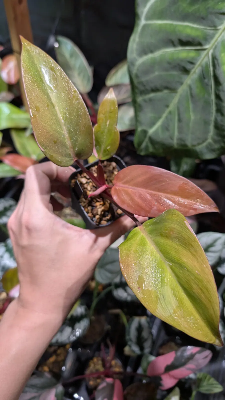 フィロデンドロン　柿色プリンセス