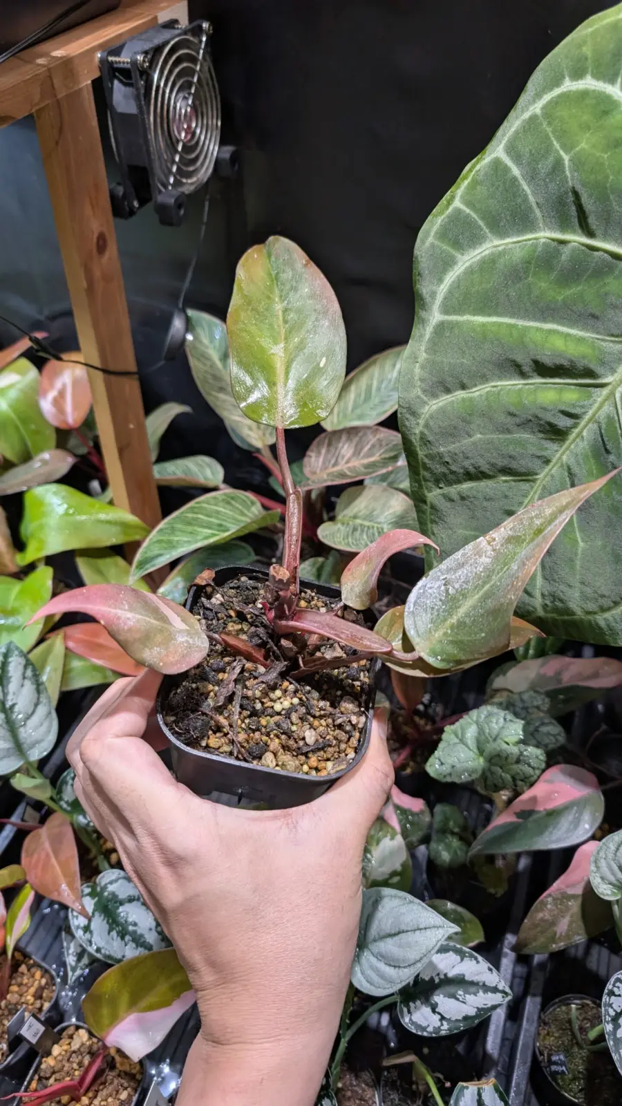 フィロデンドロン　柿色プリンセス