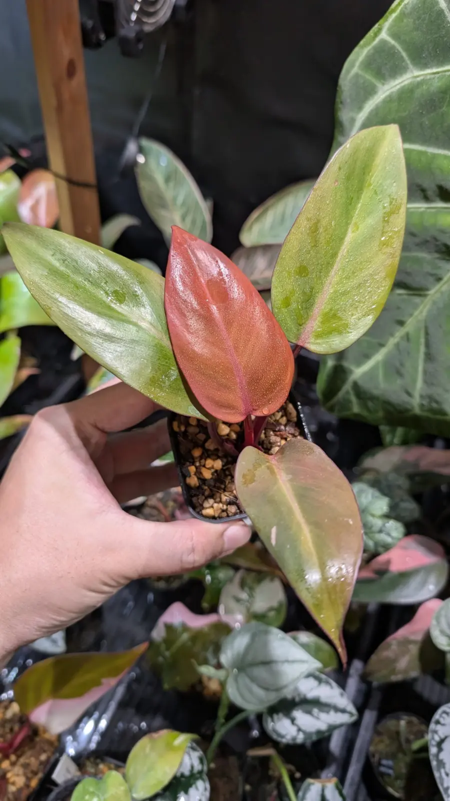 フィロデンドロン　柿色プリンセス