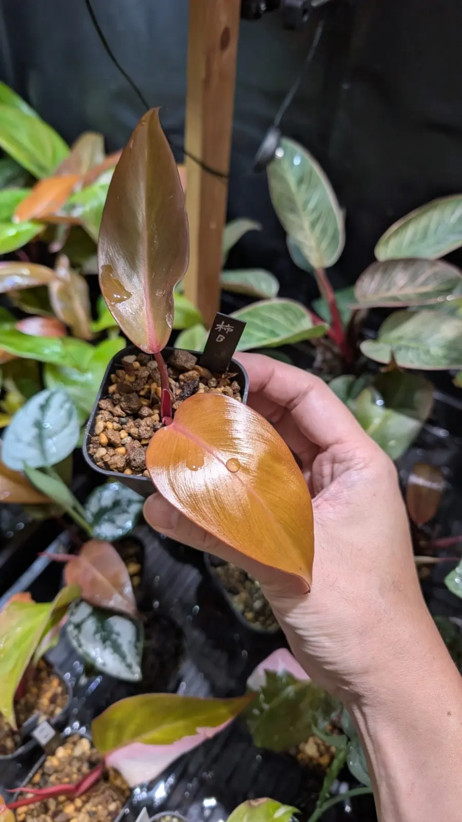 フィロデンドロン　柿色プリンセス