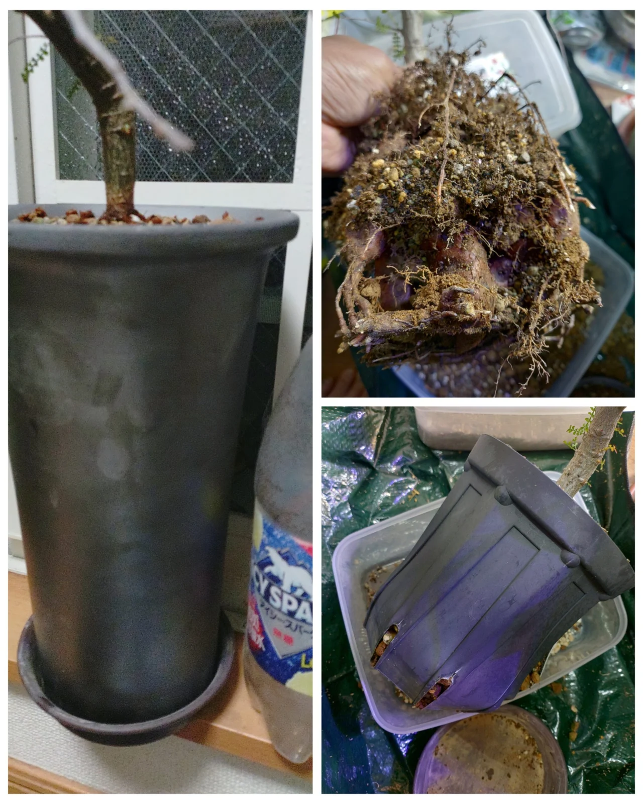 オペルクリカリア　パキプス　実生　植え替え失敗