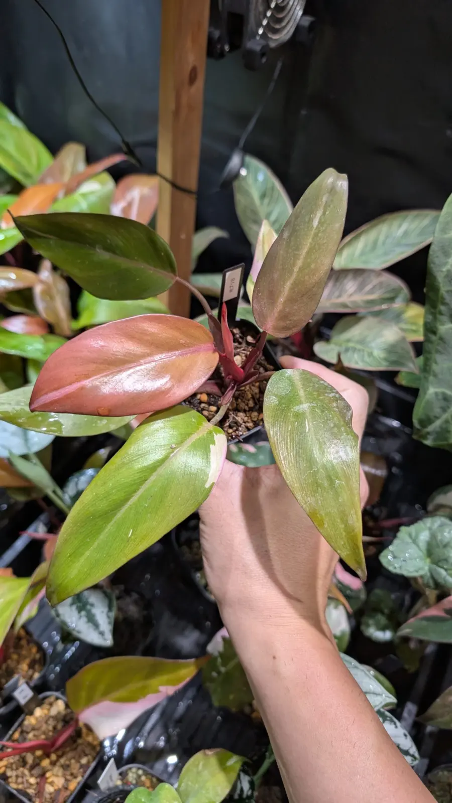 フィロデンドロン　柿色プリンセス