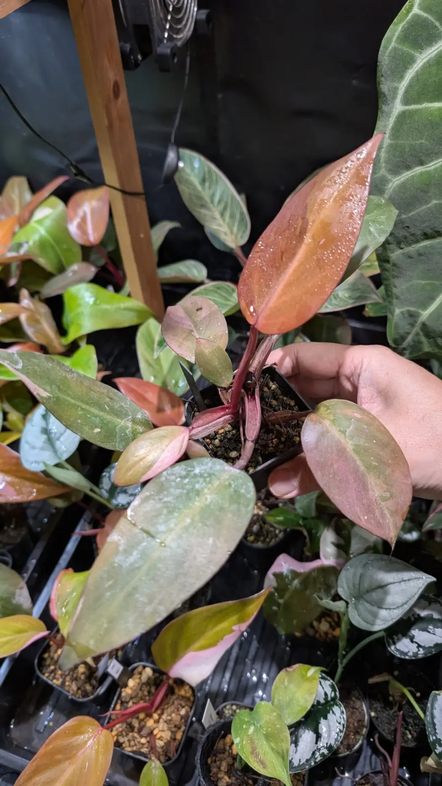 フィロデンドロン　柿色プリンセス