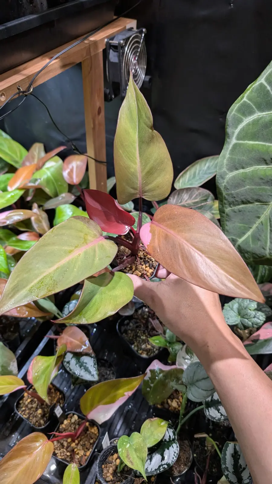 フィロデンドロン　柿色プリンセス