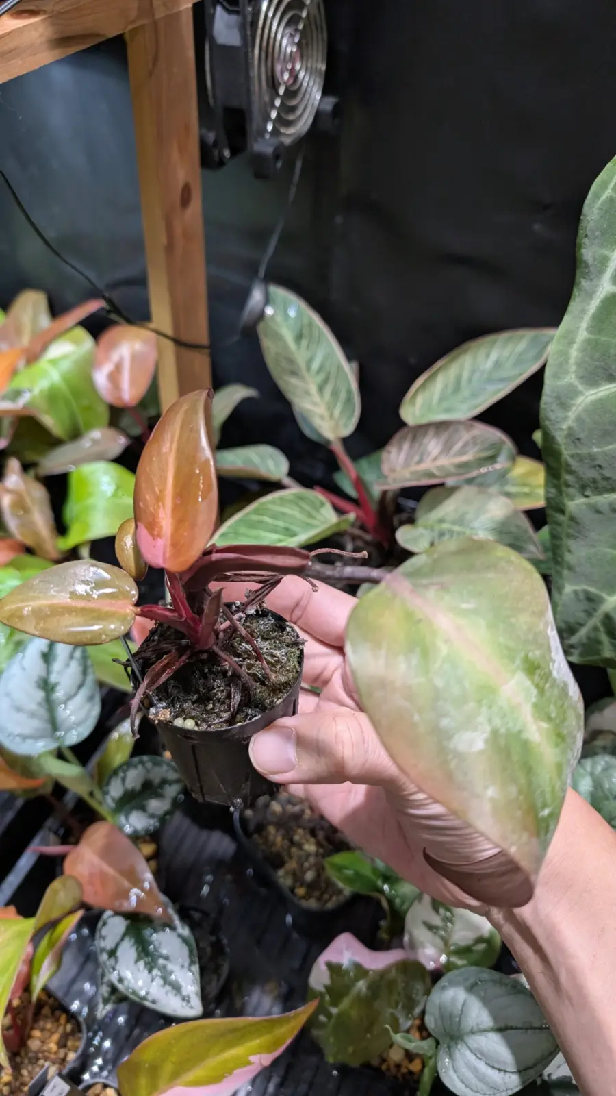 フィロデンドロン　柿色プリンセス