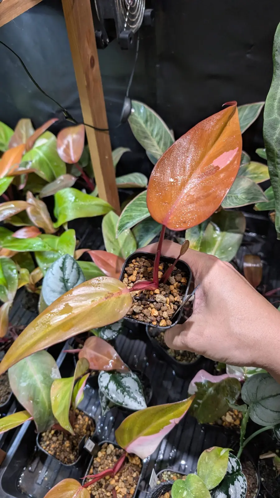 フィロデンドロン　柿色プリンセス