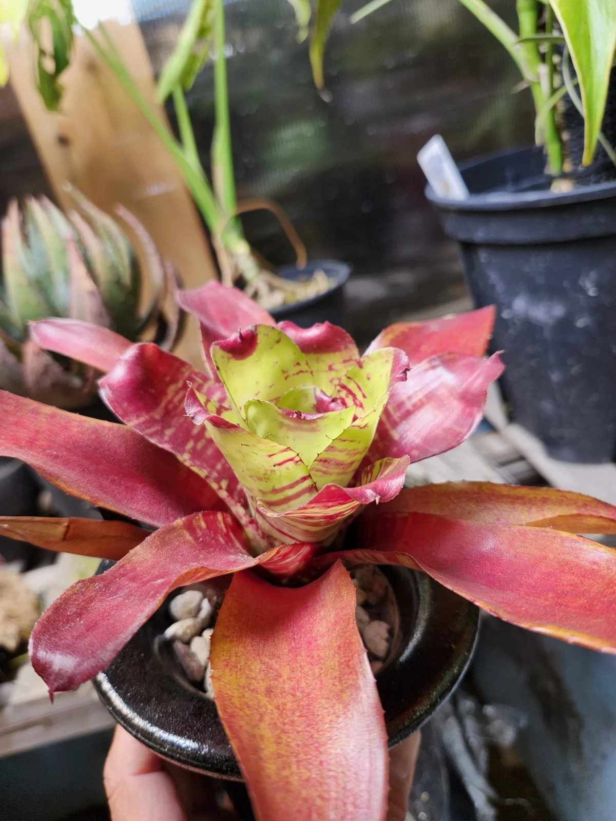 ネオレゲリア　マエストラヴィダ