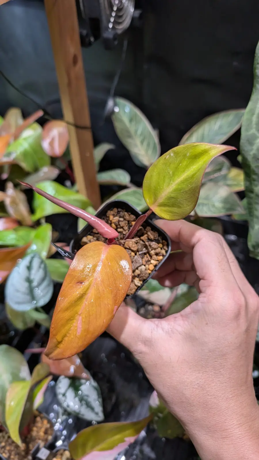 フィロデンドロン　柿色プリンセス