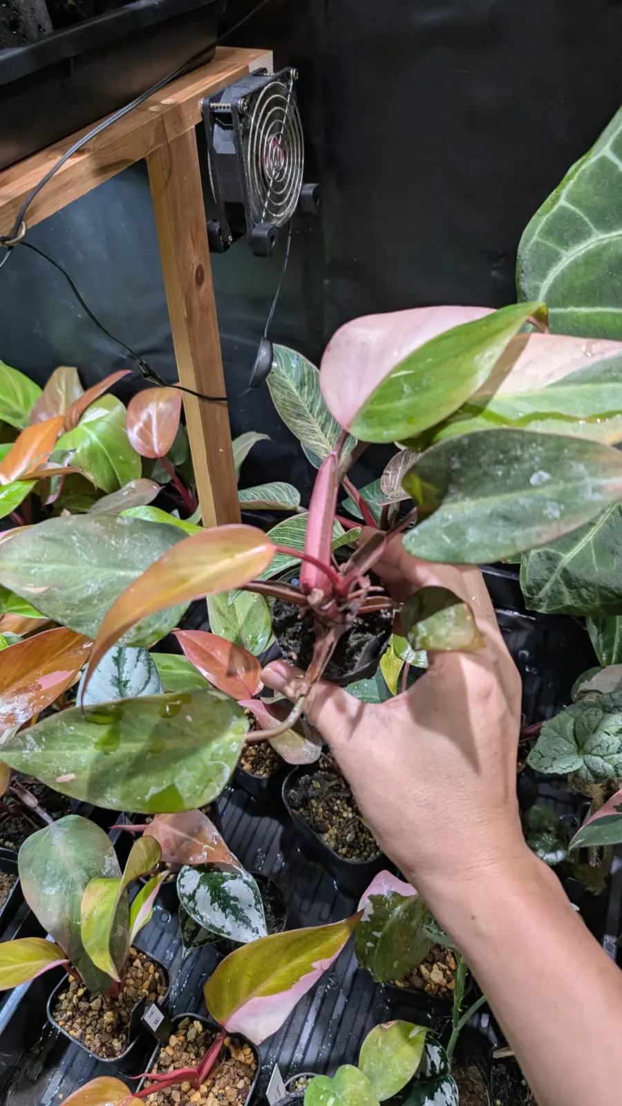 フィロデンドロン　柿色プリンセス