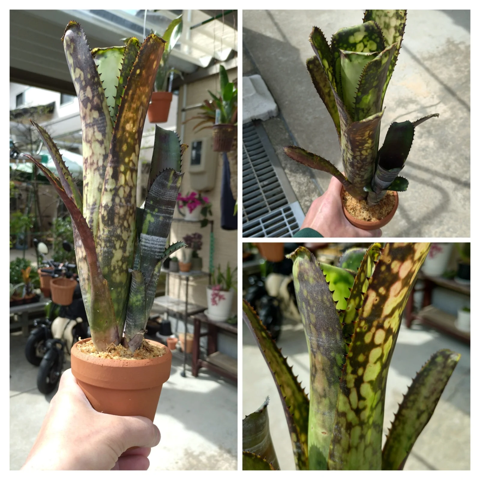 ビルベルギア　ミッドナイトサン