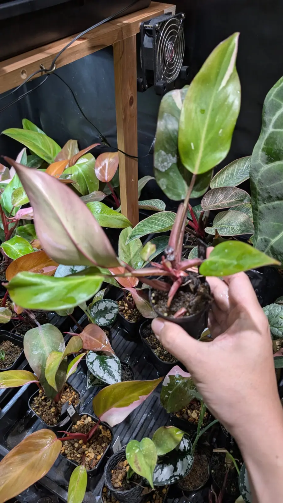 フィロデンドロン　柿色プリンセス