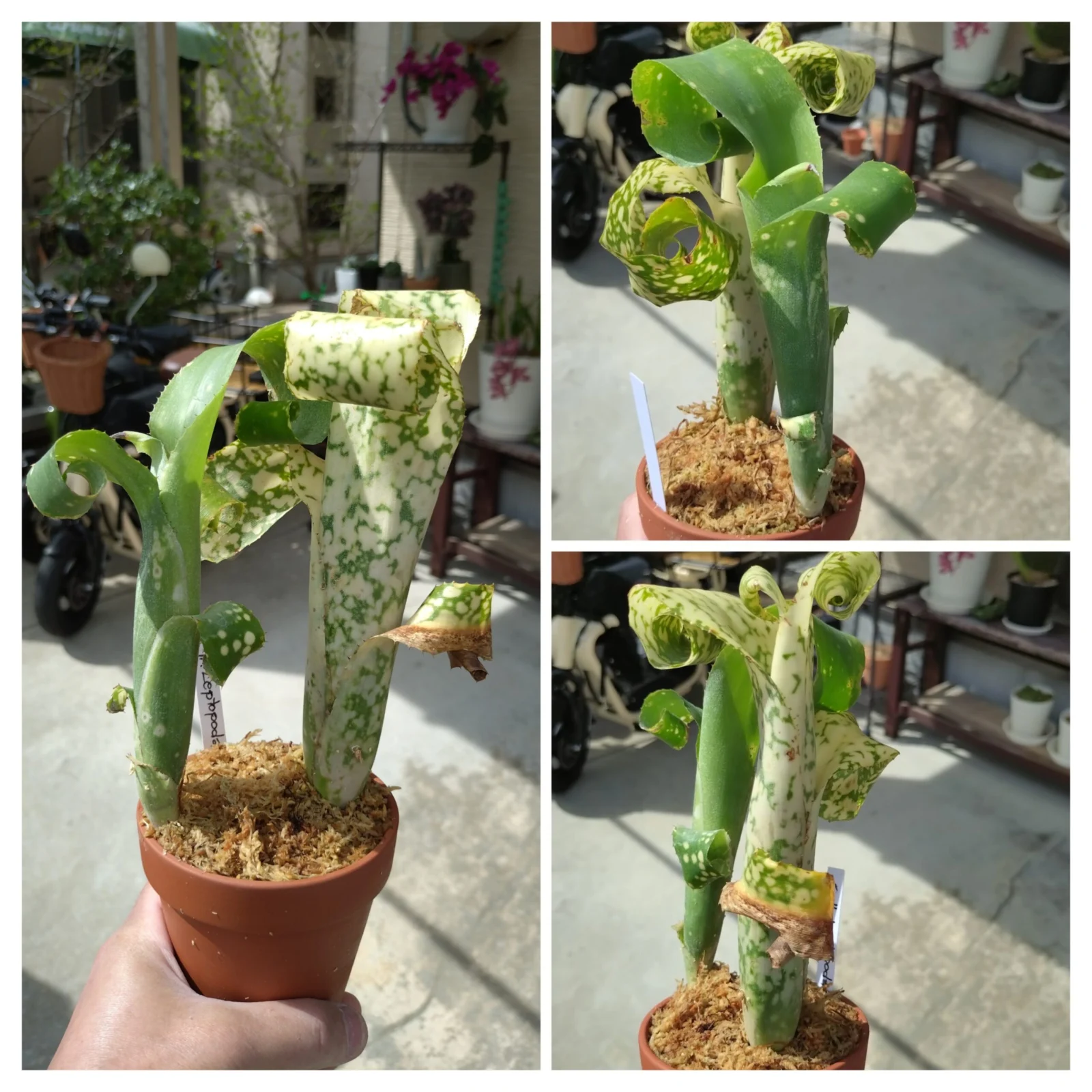 ビルベルギア　レプトポーダ