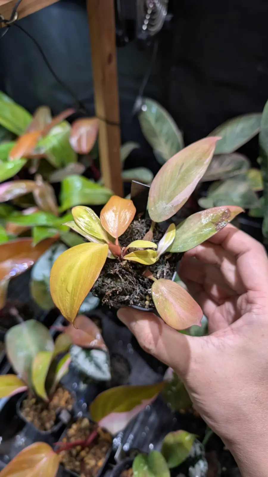 フィロデンドロン　柿色プリンセス