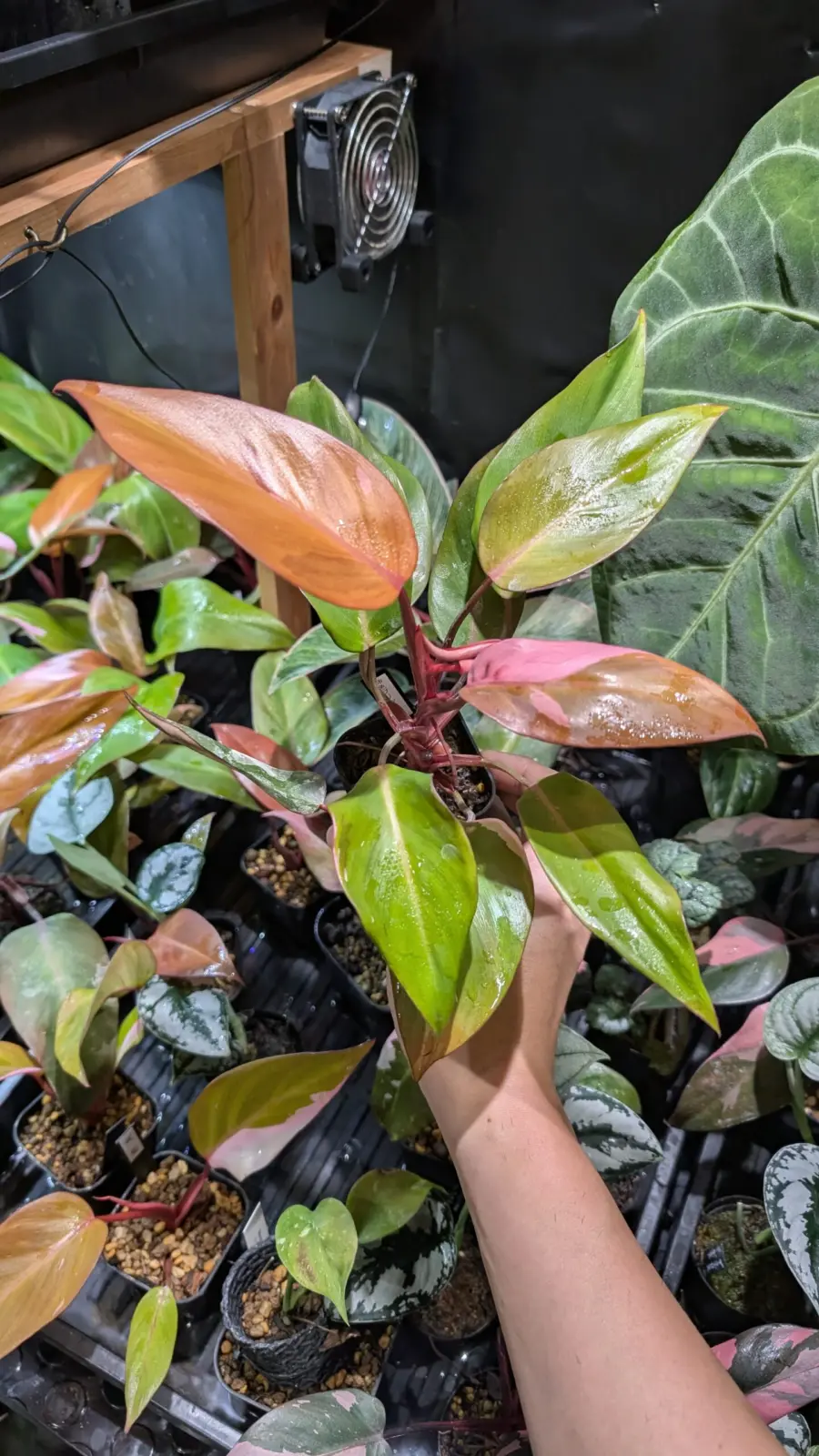 フィロデンドロン　柿色プリンセス